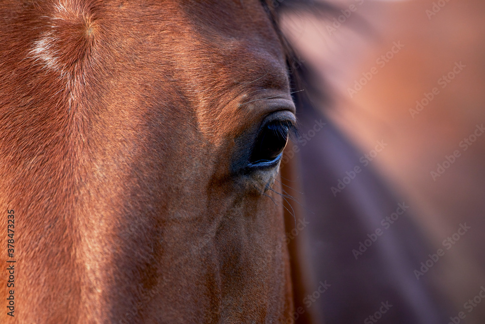 Obraz Zbliżenie na dwa skulone konie