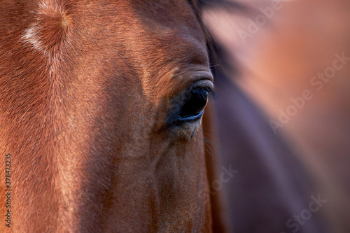 Close up of Two Horses Huddled together © Pamela Au