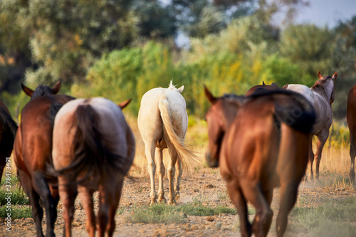 Rear View of Herd of Young Horses