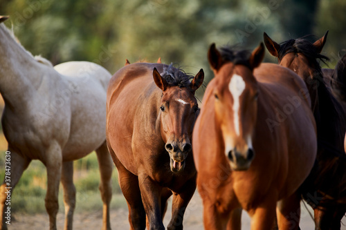 Rear View of Herd of Young Horses