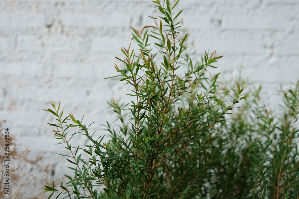 Obraz premium Tropical green leaves on a white concrete background, nature summer forest plant concept
