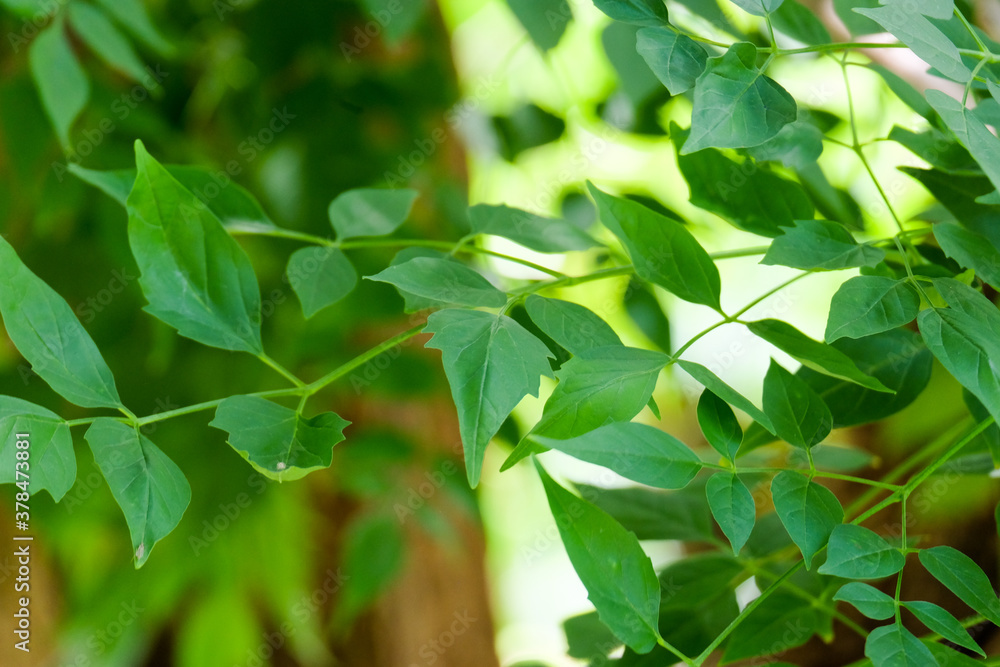 closeup nature view of green leaf background. Flat lay, dark nature concept, tropical leaf closeup nature view of green leaf background. Flat lay, dark nature concept, tropical leaf