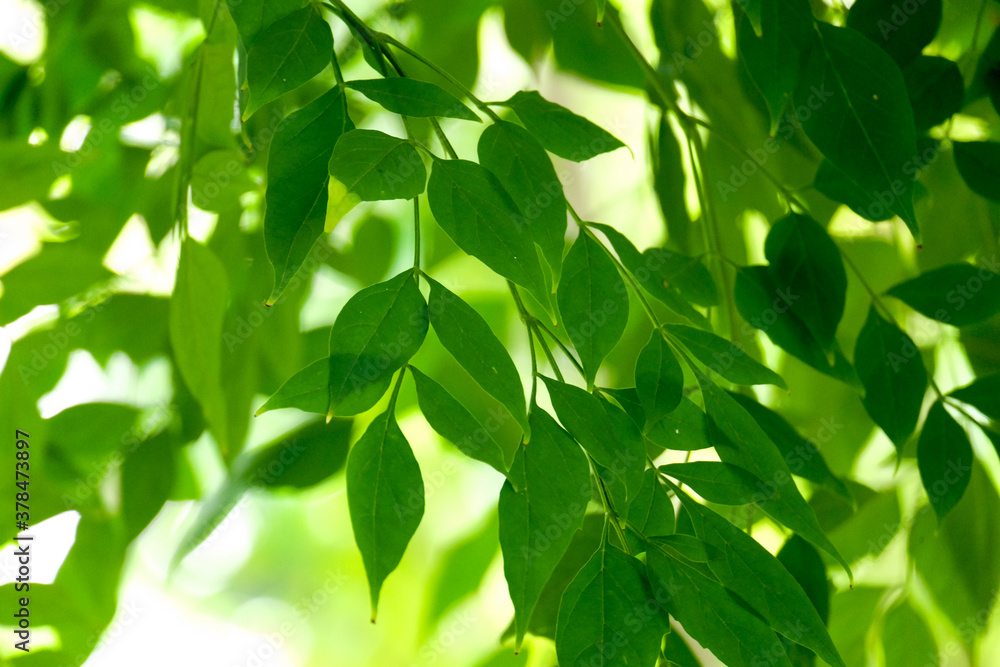 closeup nature view of green leaf background. Flat lay, dark nature concept, tropical leaf closeup nature view of green leaf background. Flat lay, dark nature concept, tropical leaf