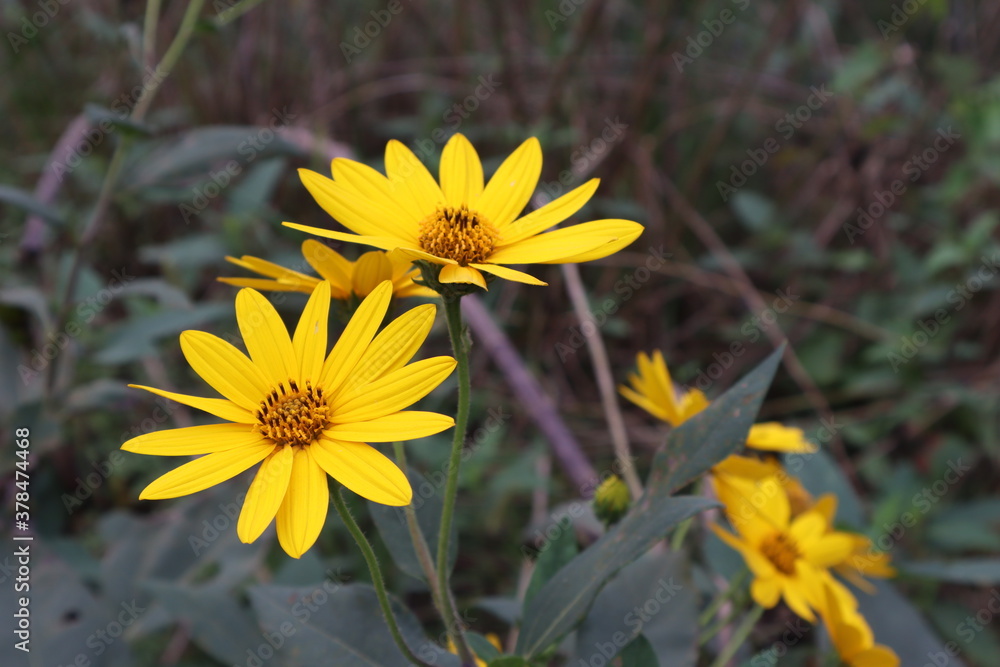 Bright yellow Sunchoke flowers on display in the late summer Bright yellow Sunchoke flowers on display in the late summer