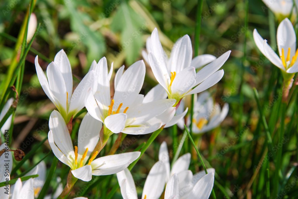 Rain Lily Zephyranthes