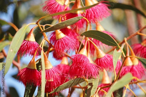 Flowers of Silver Princess (Eucalyptus caesia) South Australia photo