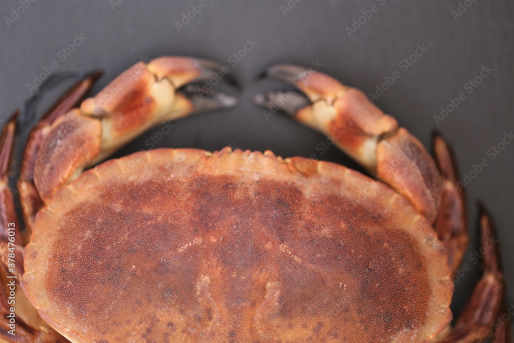 Crab close-up. Boiled crab with shell on a black slate background.Mediterranean cuisine. Pure protein product Crab close-up. Boiled crab with shell on a black slate background.Mediterranean cuisine. Pure protein product