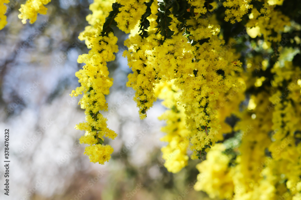 Beautiful yellow Acacia dealbata wild flowers in spring season blooming on tree branch natural flowers Beautiful yellow Acacia dealbata wild flowers in spring season blooming on tree branch natural flowers