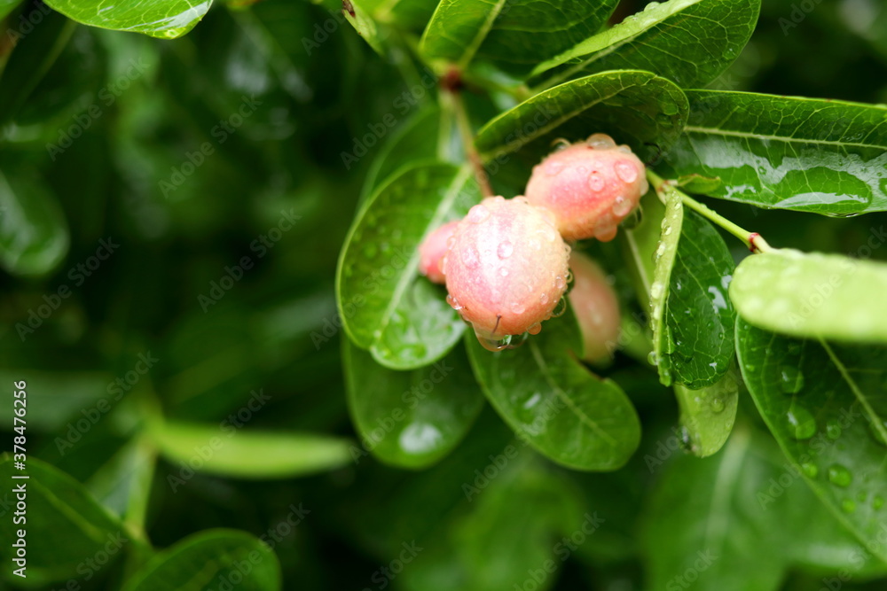 Young fruit of Bengal Currant in light pink colorl on branch and blur green leaves background in rainy day, drops of water on fruit and leaves. Another name is Christ's Thorn, Karanda, Carandas Plum. Young fruit of Bengal Currant in light pink colorl on branch and blur green leaves background in rainy day, drops of water on fruit and leaves. Another name is Christ's Thorn, Karanda, Carandas Plum.