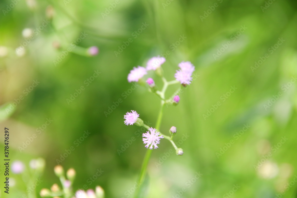 Light purple flower of Little ironweed blooming on branch and blur green background, Thailand. Another name is Ash-coloured fleabane, Ash-coloured ironweed, Purple fleabane, Purple-flowered fleabane. Light purple flower of Little ironweed blooming on branch and blur green background, Thailand. Another name is Ash-coloured fleabane, Ash-coloured ironweed, Purple fleabane, Purple-flowered fleabane.