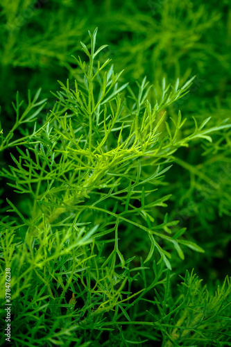 Guppy grass tends to float in the tank and will grow steadily.