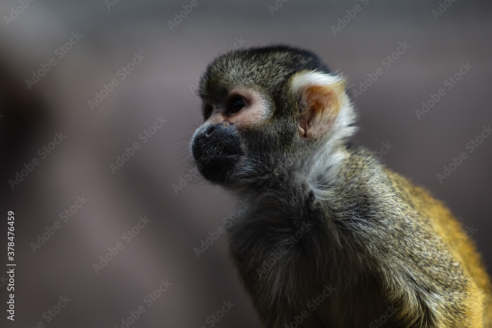 Obraz premium Mono Pequeño