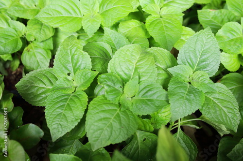 Tree Basil's of shoot and green leaves. Another name is Clove Basil, Shrubby Basil, African Basil, Kawawya, Wild Basil.