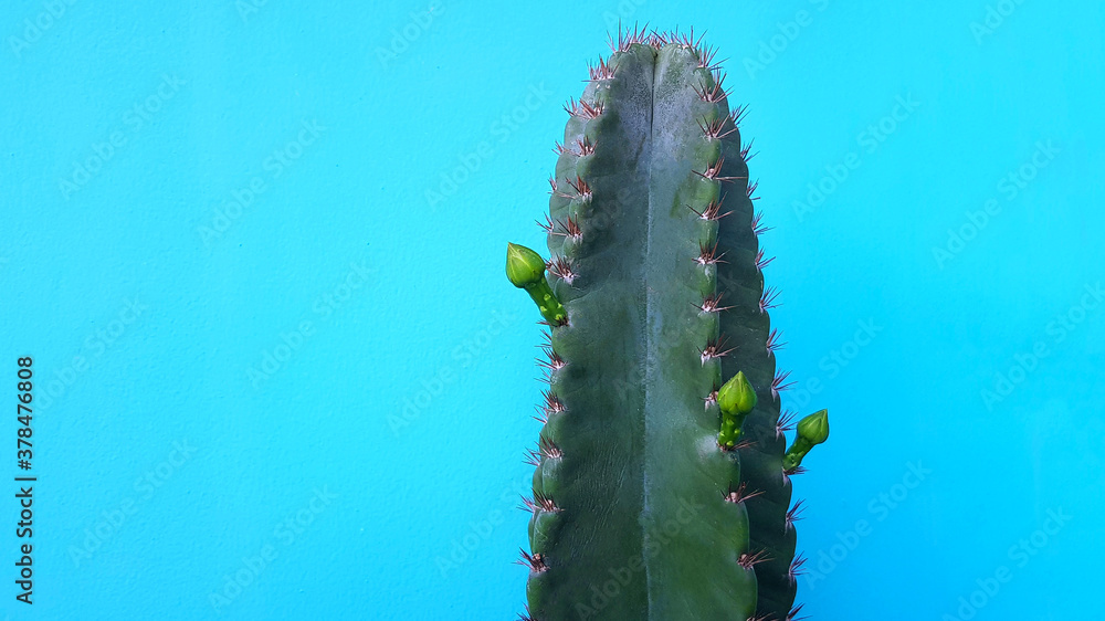 Close up green cactus with flower on it isolated on green pastel background with copy space on left. Colorful tree and wallpaper. Ornamental plant concept