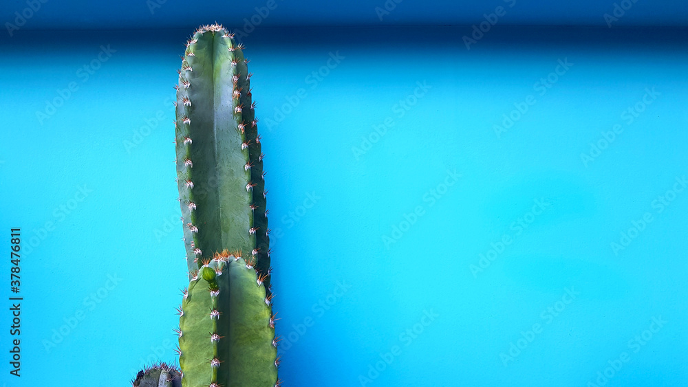 Close up green cactus with flower on it isolated on green pastel background or painted color wall with copy space on right. Colorful tree and wallpaper. Ornamental plant and Summer style concept Close up green cactus with flower on it isolated on green pastel background or painted color wall with copy space on right. Colorful tree and wallpaper. Ornamental plant and Summer style concept