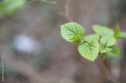 close-up of mulberry leaf outdoors