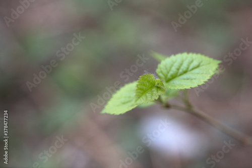 close-up of mulberry leaf outdoors