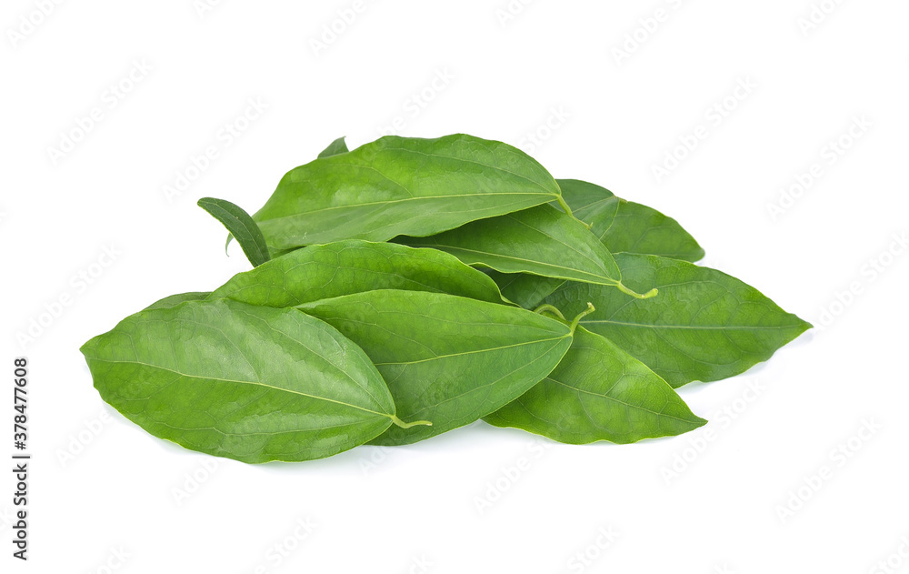 Yanang leaves or Diels or Tiliacora triandra isolated on white background Yanang leaves or Diels or Tiliacora triandra isolated on white background