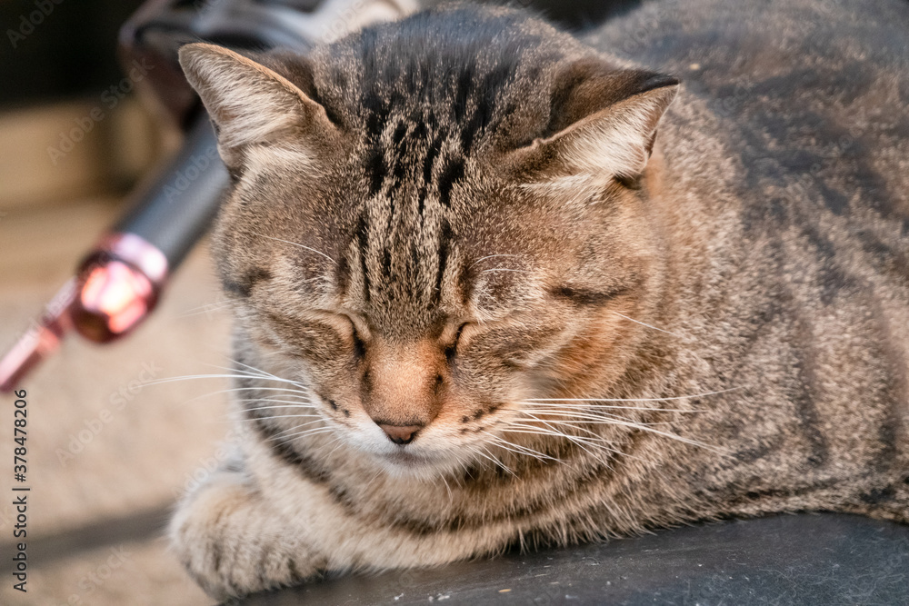 Fototapeta premium stray cat sit at a street