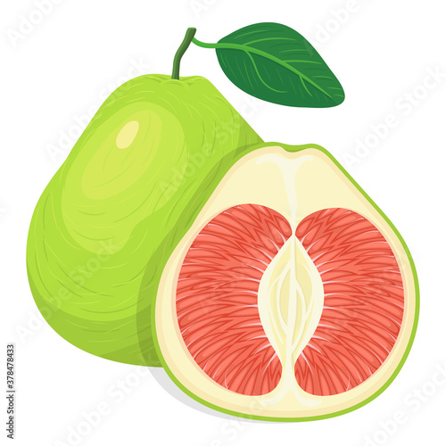 Fresh bright exotic whole and cut slice pomelo fruit isolated on white background. Summer fruits for healthy lifestyle. Organic fruit. Cartoon style. Vector illustration for any design.