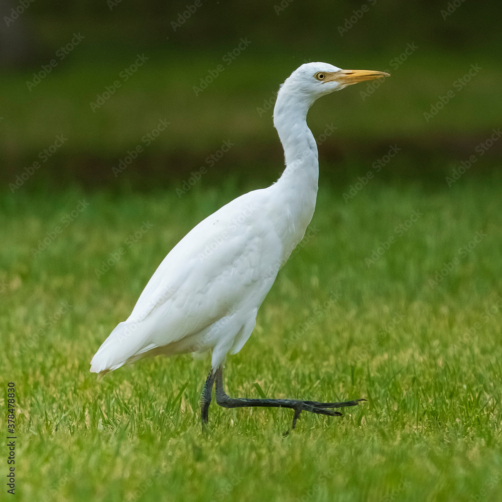 Cattle Egret Bubulcus ibis Costa Ballena Cadiz Cattle Egret Bubulcus ibis Costa Ballena Cadiz