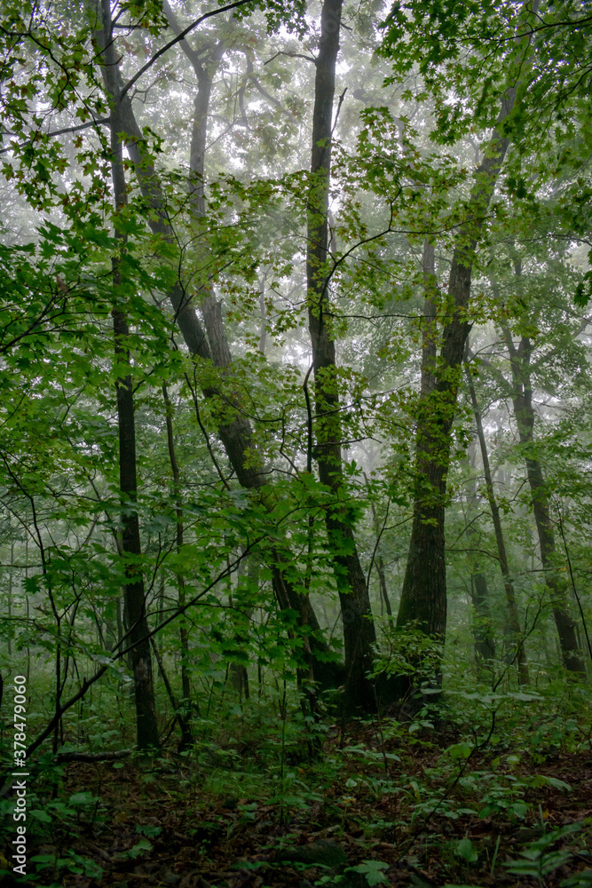 Fototapeta premium Fog in the forest with green trees