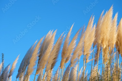 grass and sky on sunshine day