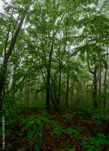 Fog in the forest with green trees