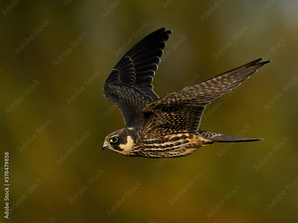 Fototapeta premium Eurasian hobby (Falco subbuteo)