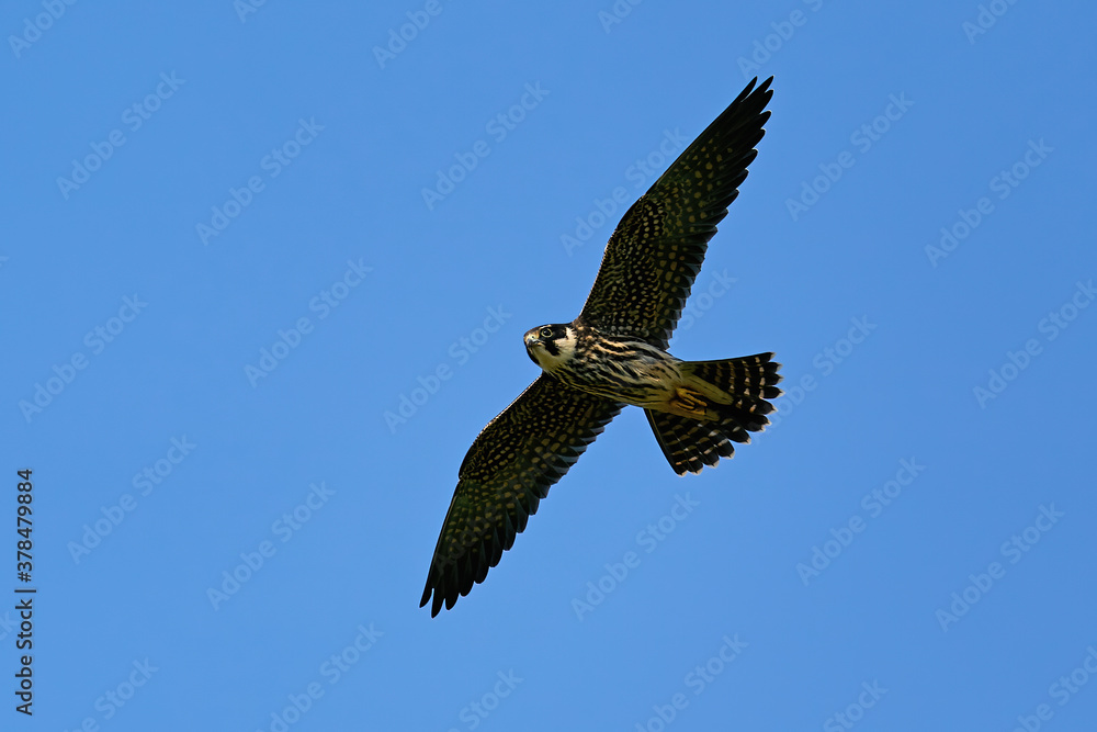Eurasian hobby (Falco subbuteo) Eurasian hobby (Falco subbuteo)