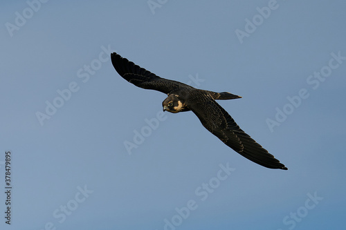 Eurasian hobby  Falco subbuteo 