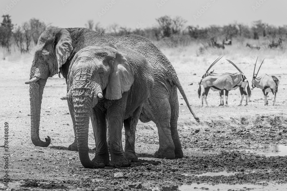 Two large bull elephants dominating a water hole in Etosha, Oryx in background