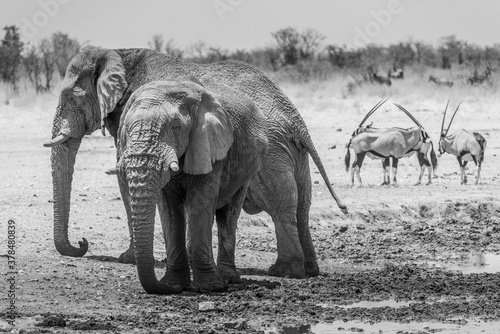 Two large bull elephants dominating a water hole in Etosha  Oryx in background