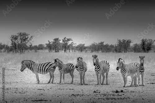 A small group of Zebra  Etosha  Nambia