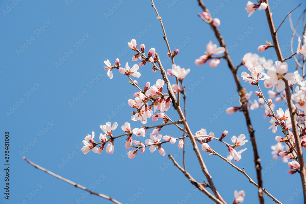 Peach blossoms bloom against a backdrop of blue spring skies Peach blossoms bloom against a backdrop of blue spring skies