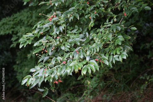 Euscaphis japonica seeds / Staphyleaceae deciduous tree. photo