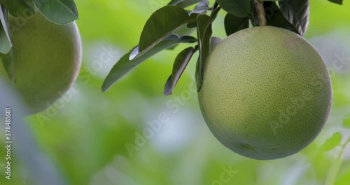 On the grapefruit tree, the grapefruit is fruity and full