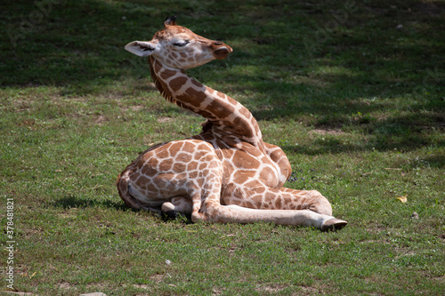 Baby giraffe in a zoo in Hungary photo