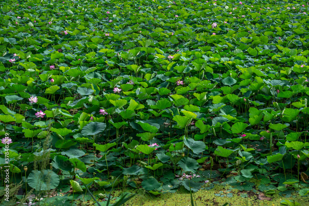 Lake densely planted with pink lotuses with large leaves Lake densely planted with pink lotuses with large leaves