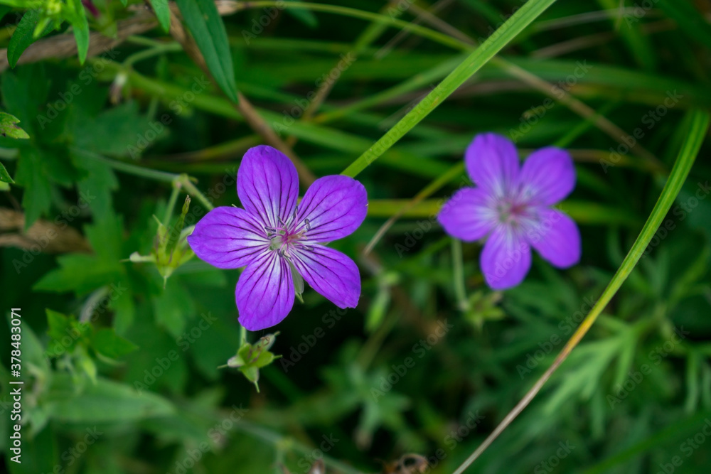 purple flowers in the garden