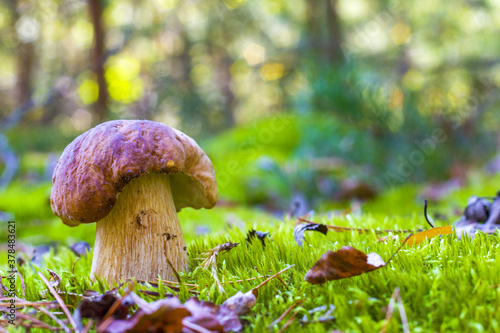 porcini mushroom in wood moss