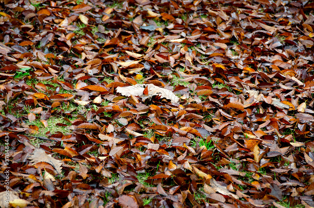 地面いっぱいの落ち葉のじゅうたん
