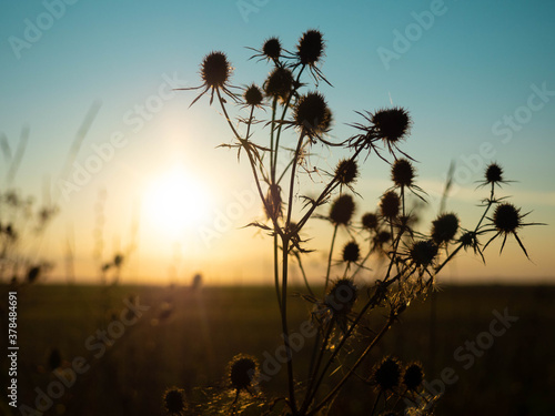 Beautiful scene with wild grass at sunset.