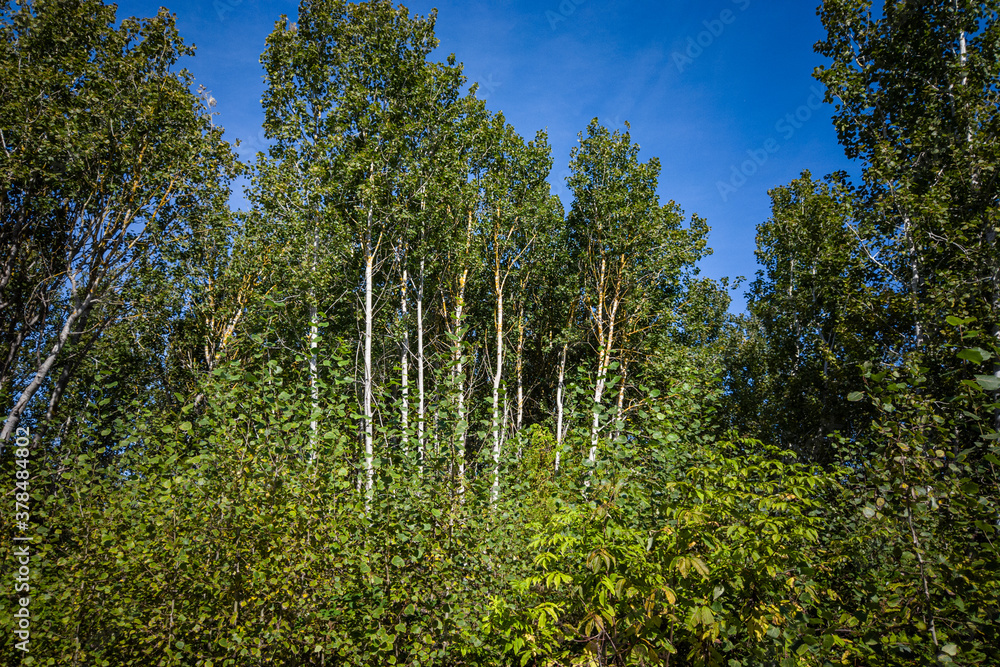 Fototapeta premium tall trees with thin trunks and orange-colored bark on top grown in the park under blue sky on a sunny day