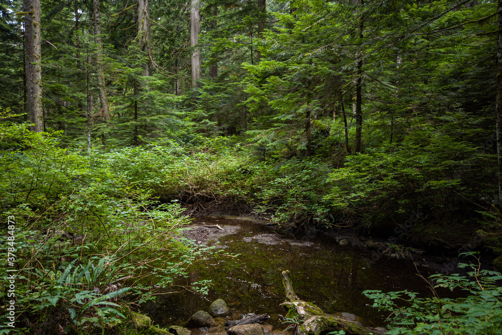 creek in the forest with shallow water on an overcast day surrounded by bushes and trees creek in the forest with shallow water on an overcast day surrounded by bushes and trees