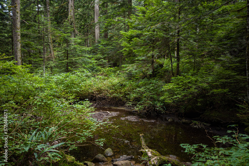 creek in the forest with shallow water on an overcast day surrounded by bushes and trees