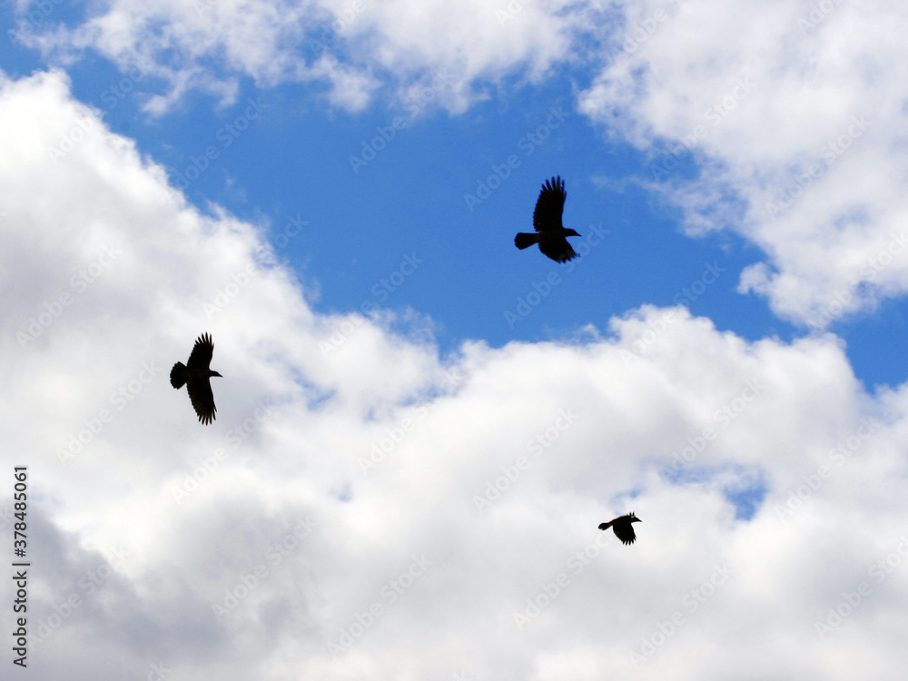 Low angle view of silhouette birds against cloudy sky Low angle view of silhouette birds against cloudy sky