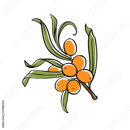 sea buckthorn branch with berries. vector illustration isolated on white background