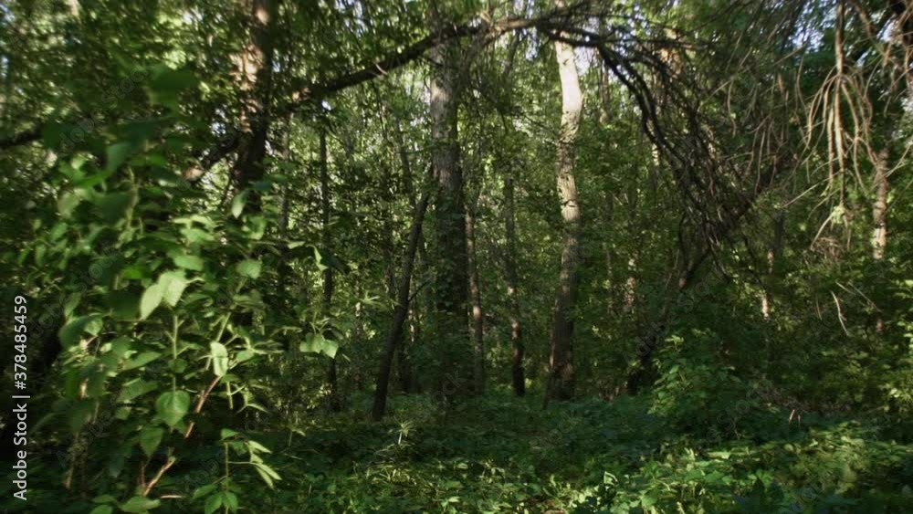 Mystical and magical summer forest with lush green foliage Mystical and magical summer forest with lush green foliage