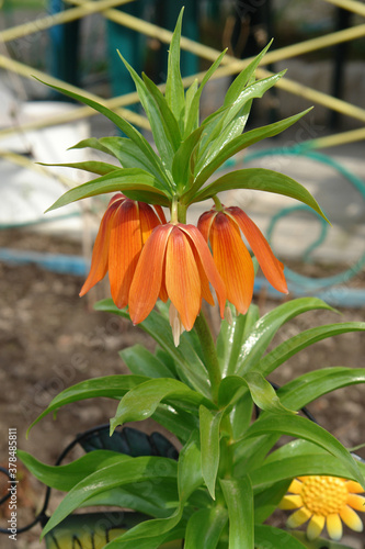 A close up of orange-red flowers of Fritillaria imperialis of the variety 'Aurora' (crown imperial, imperial fritillary or Kaiser's crown) in the garden